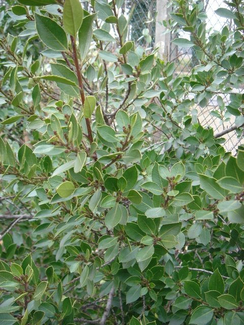 Rhamnus alaternus P1A
